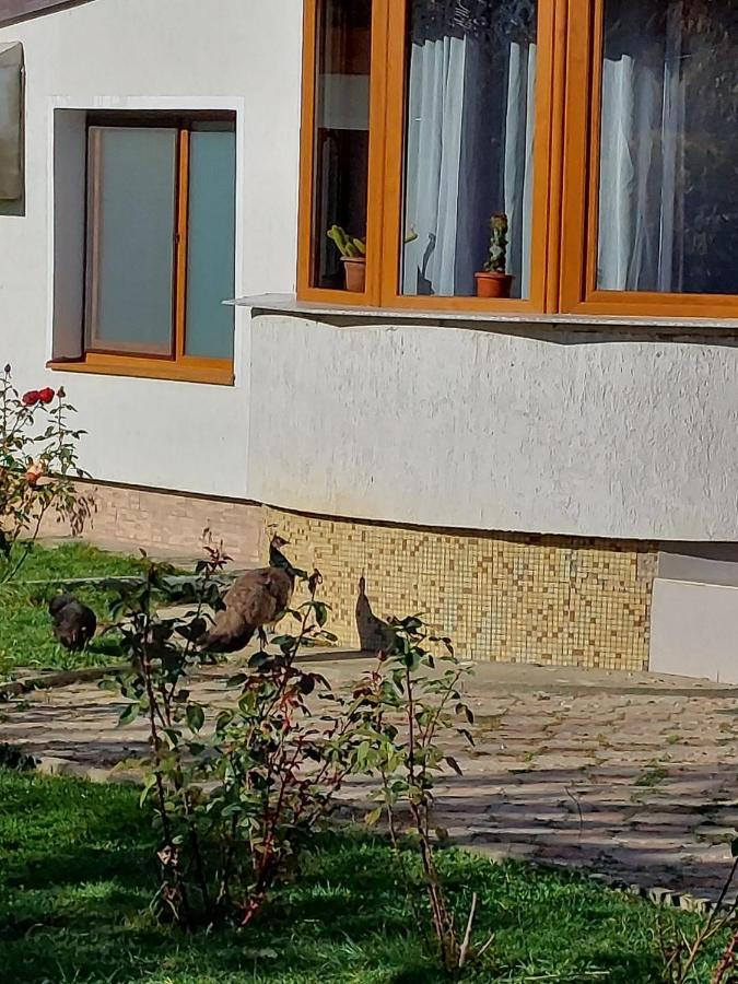 Pensiunea Vera Rasnov Exterior foto